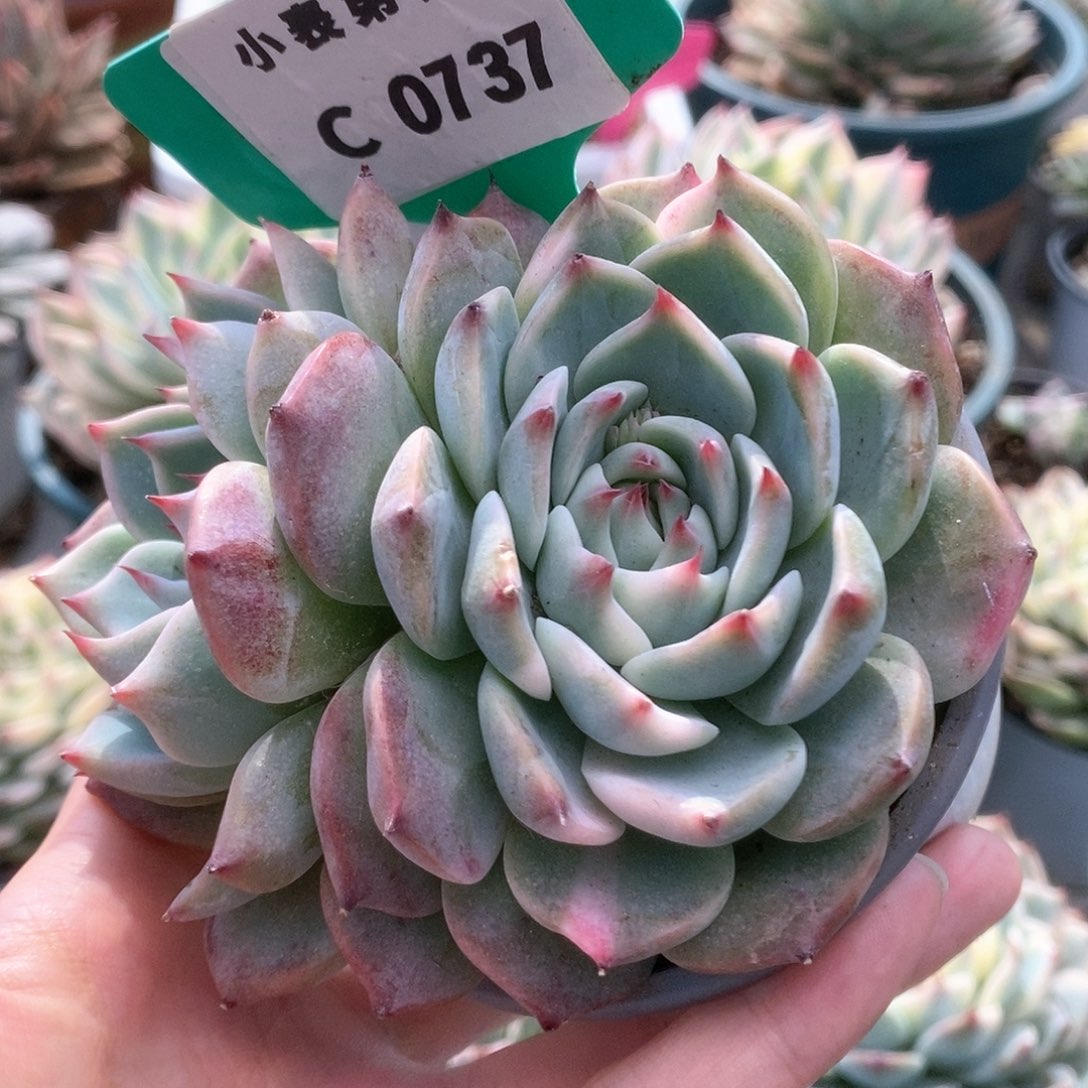 C737锦锦锦锦锦锦锦锦