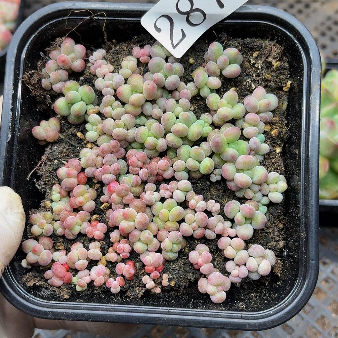 鑫*多肉植物多肉植物287