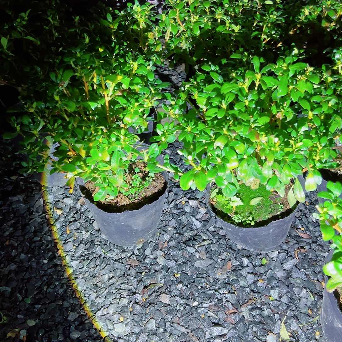 无花朵盆景皋月杜鹃毬子