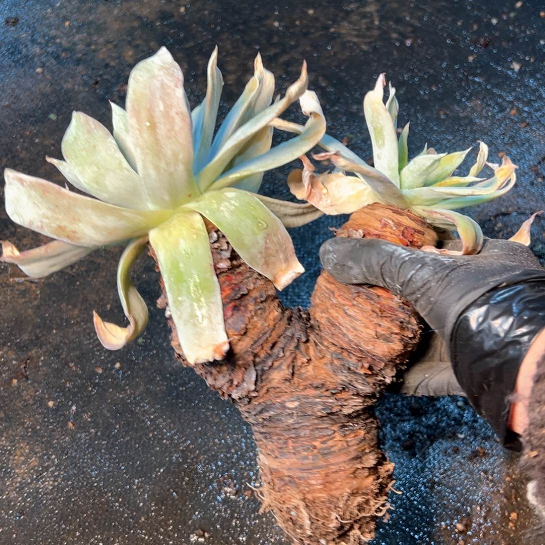 7814哈哈哈哈哈哈哈哈