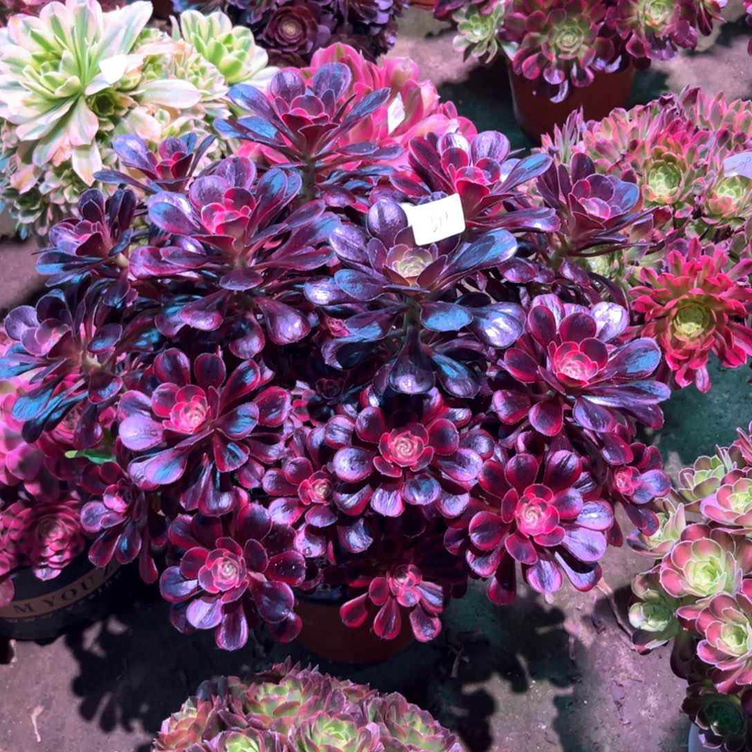 多肉植物丽娜311