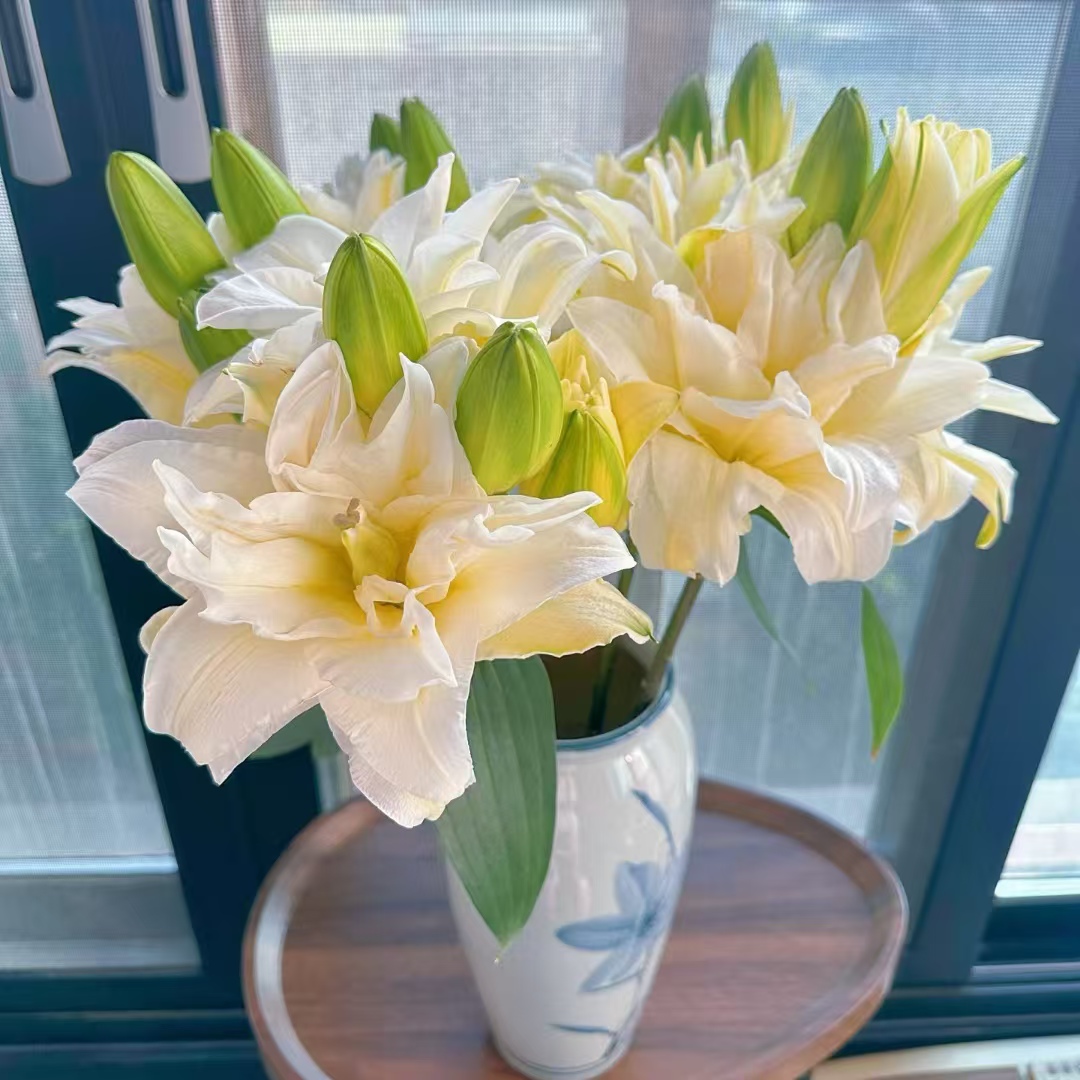 【大聪明卖花】泽塔重瓣百合 任意两单花材升级顺丰冷链或德邦快递