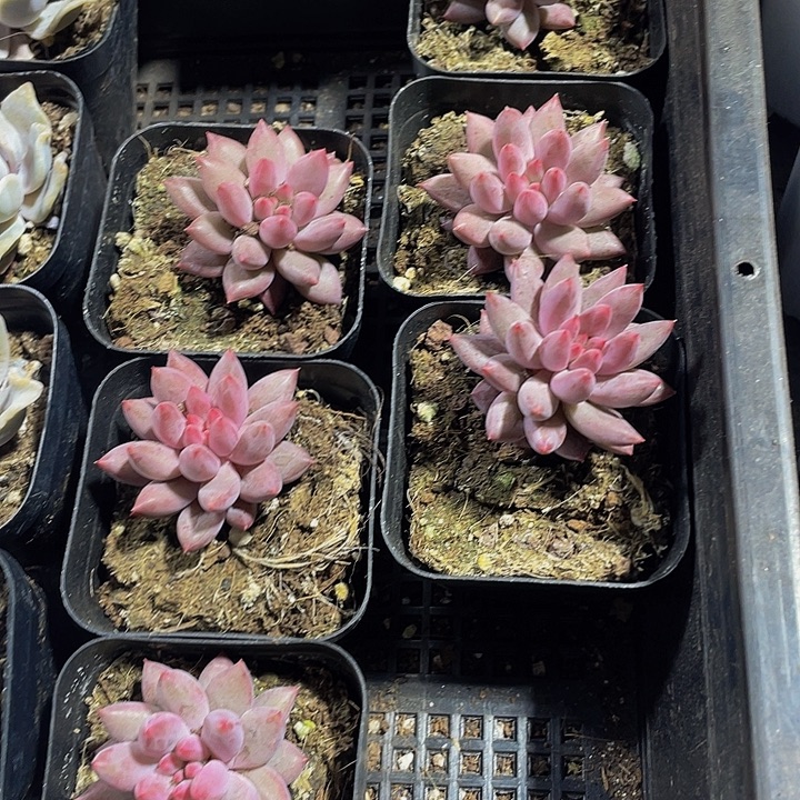 车厘子6.5方带盆土发