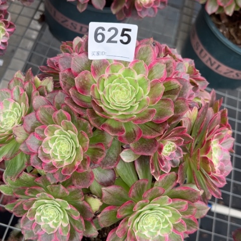 625莲花20厘米左右