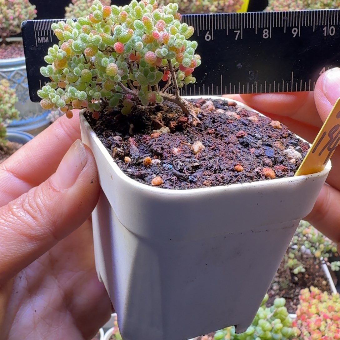 a194号橘子糖冠服5厘米左右