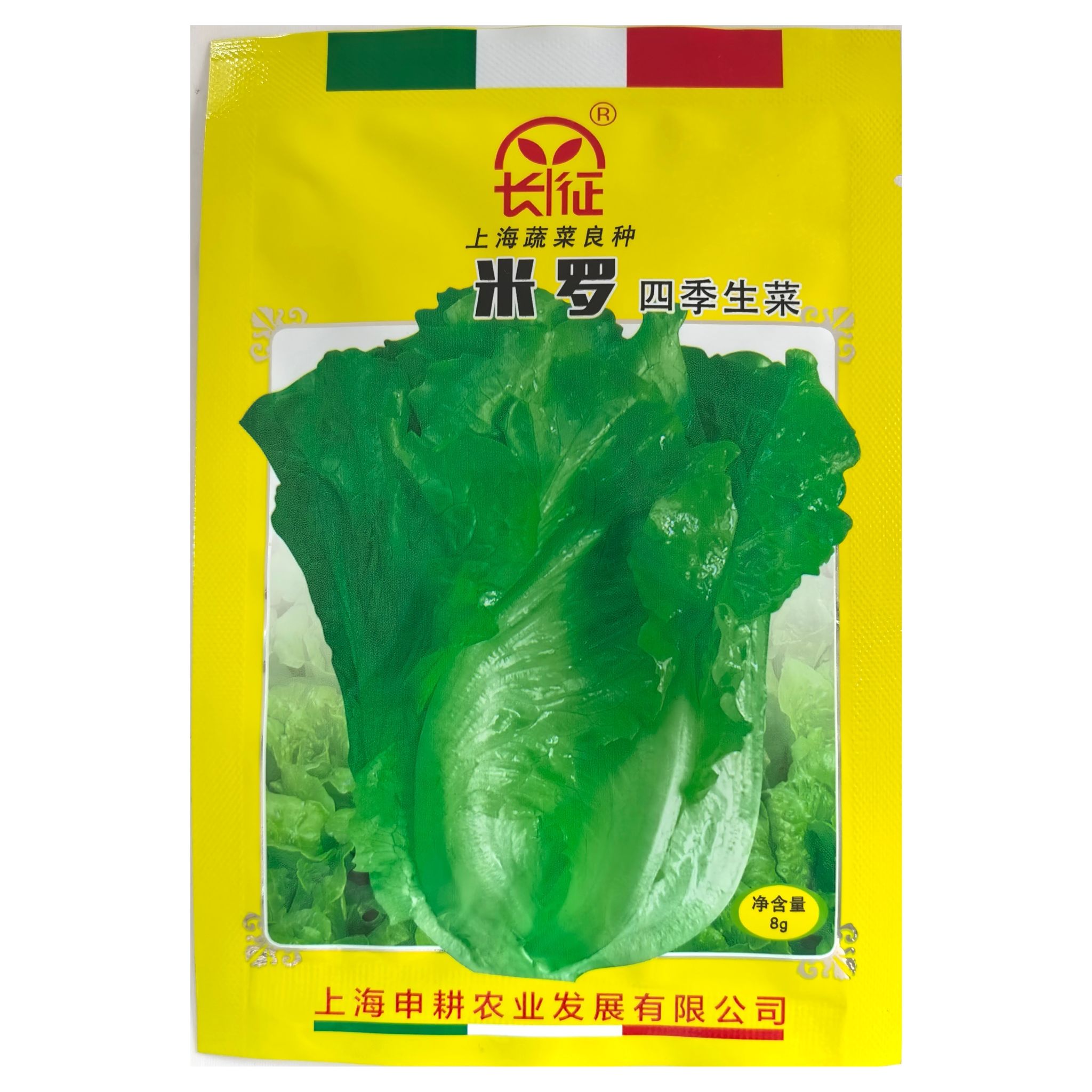 四季高产可盆栽奶油生菜适合春秋季种植可生吃做沙拉的蔬菜