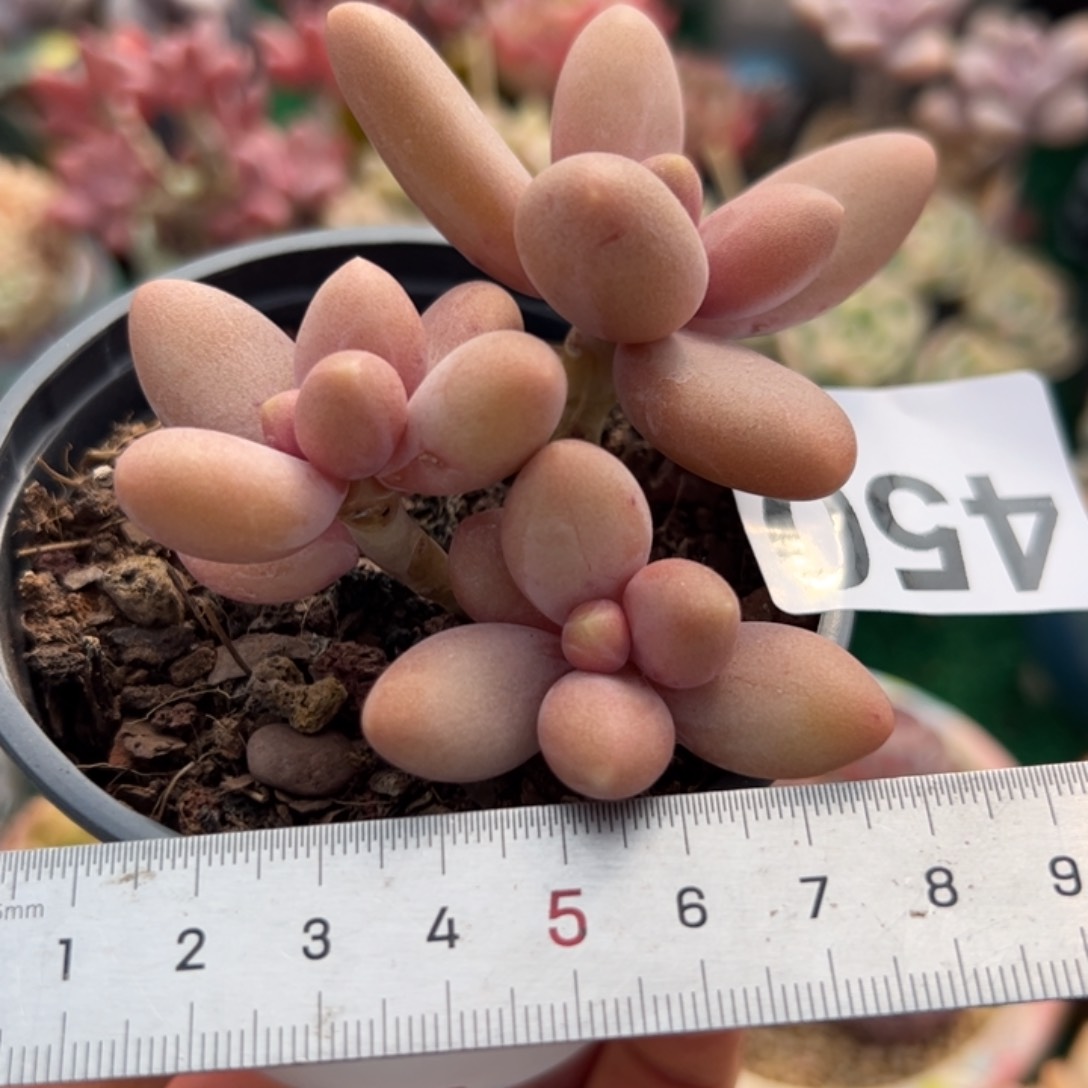 s****。450 多肉植物组合盆栽花卉