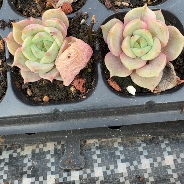 贝加尔湖花脸一物一拍