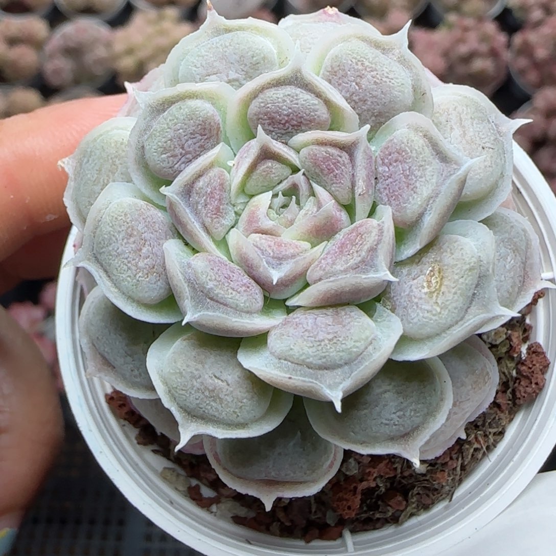 花语逸境0222-526