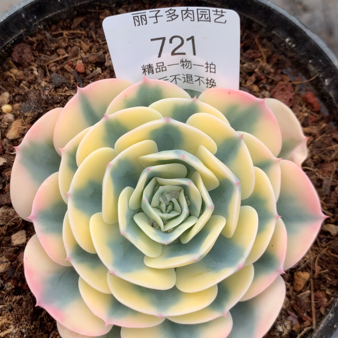 惠*721福袋玉碟锦。多肉植物