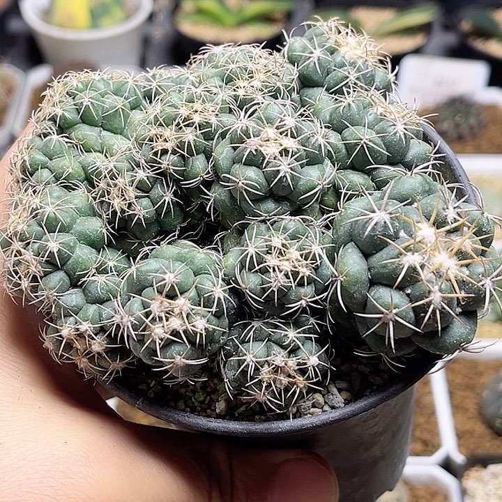 天司象牙缀化群一颗