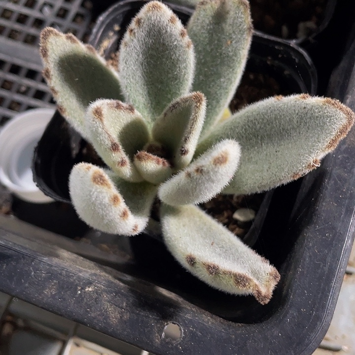 大灰兔2.8带盆土发