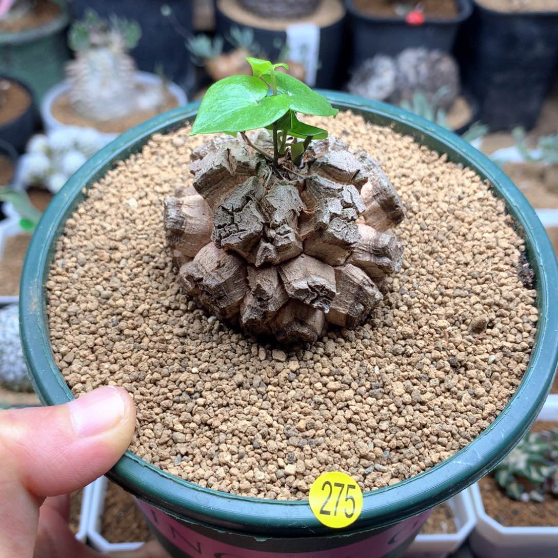 南非龟甲龙带盆5.3cm多肉