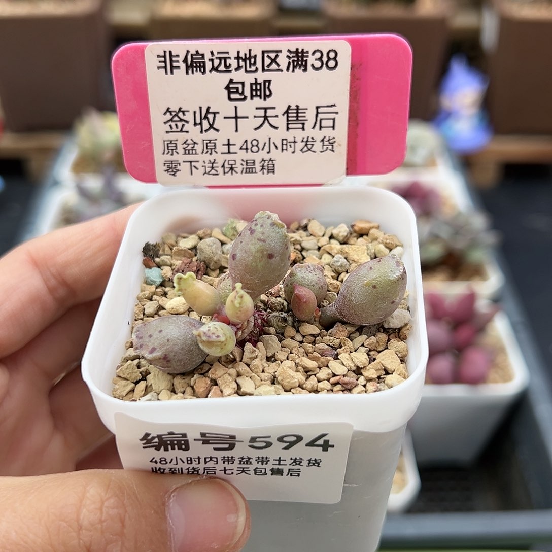 ?***?594粉海报多肉植物