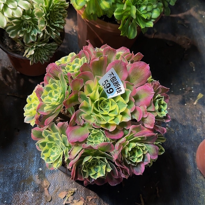 599多肉法师锦1111