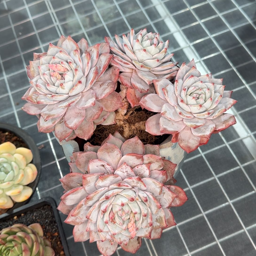 从前慢花园多肉精选粉蓝鸟