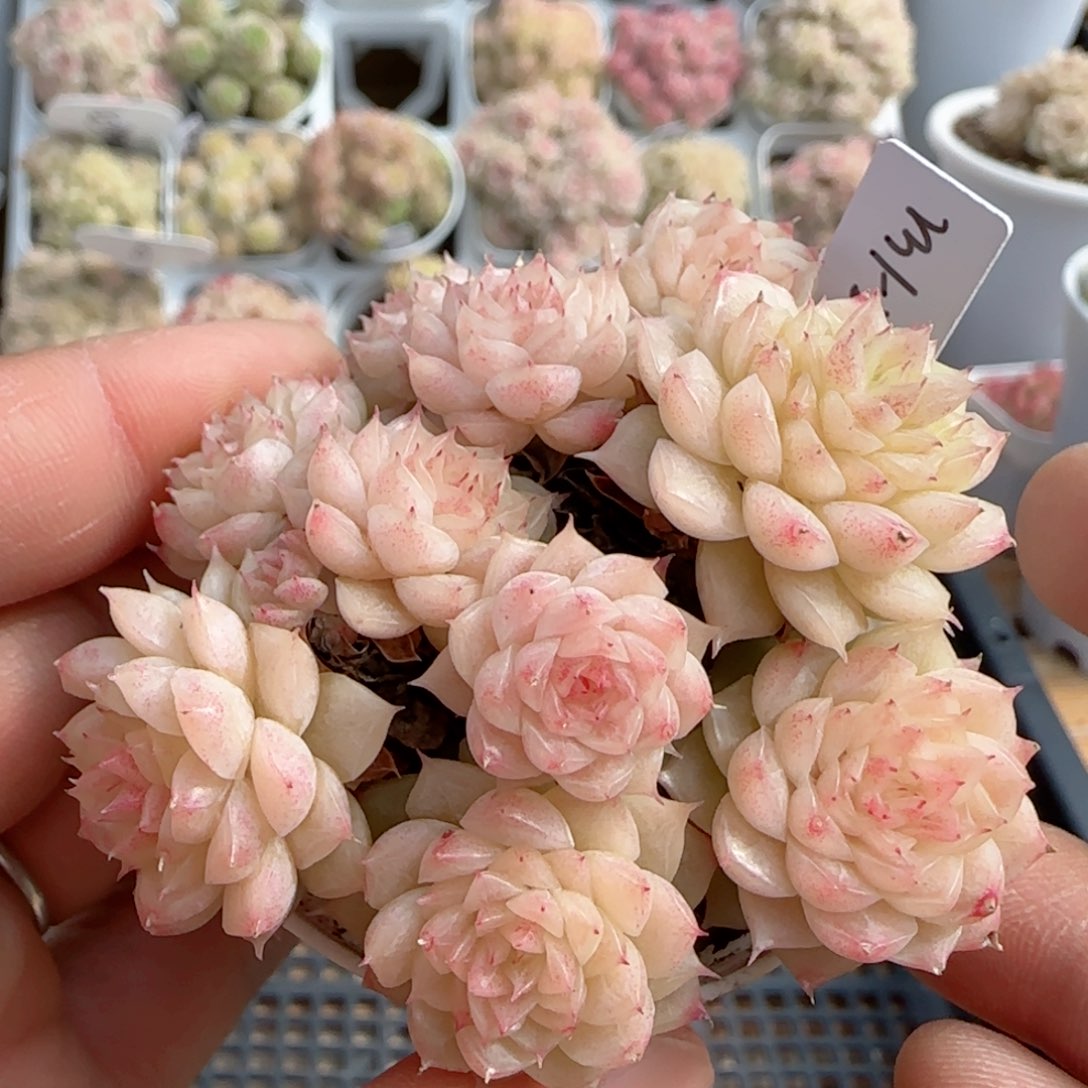 【闪购商品】0202-75（m1-268-2）