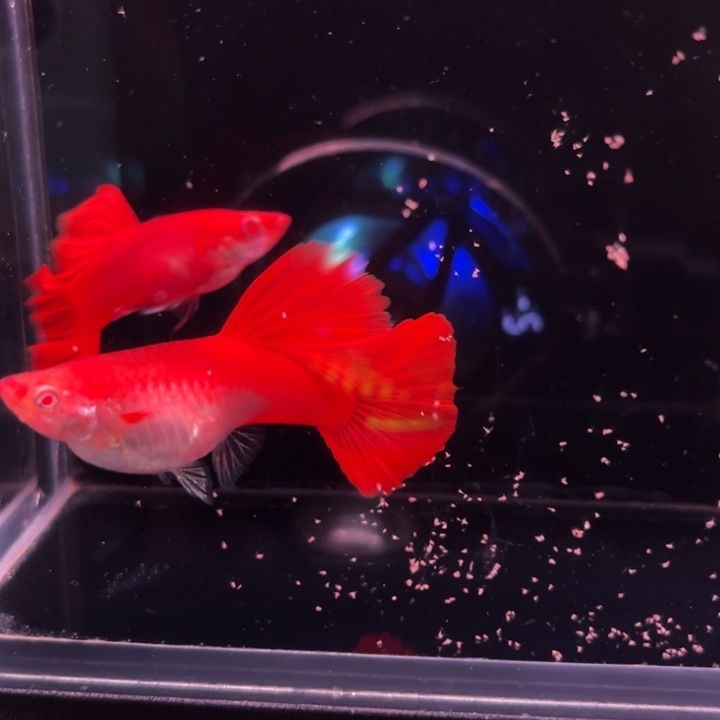 孔雀鱼精品血红通背红1对