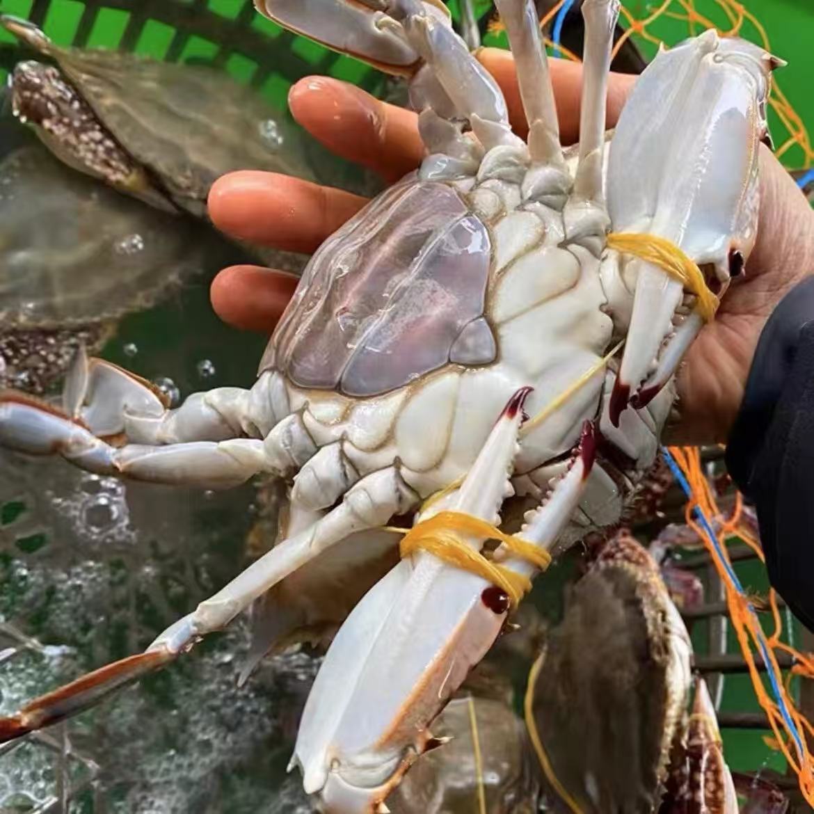 【保鲜不保活】黄母蟹 3-6斤 （每只3-6两）