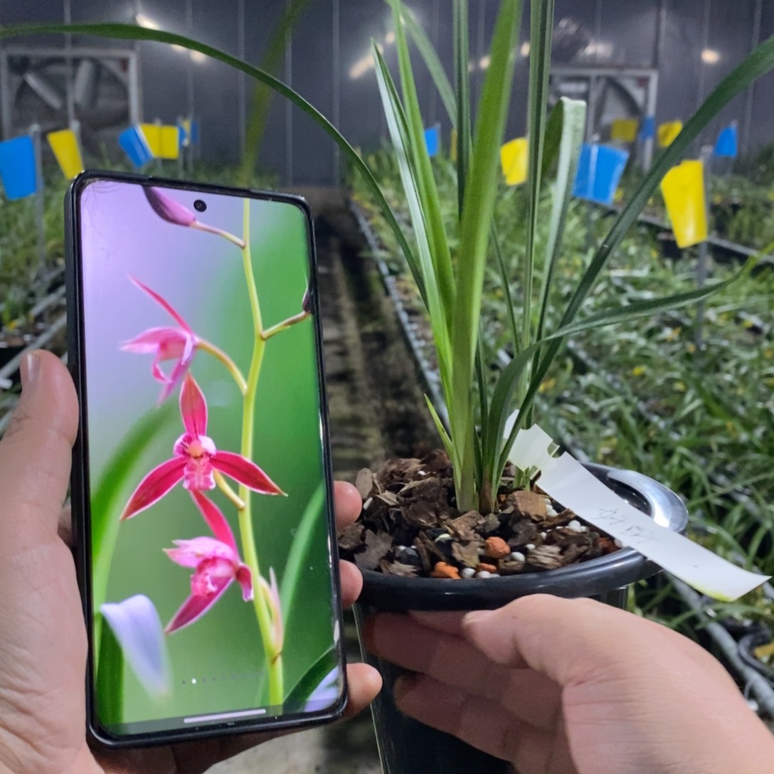 完全开放建兰 好日子005