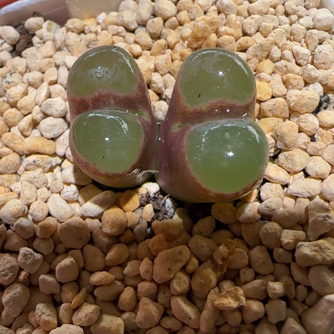 肉锥多肉植物百科-cr1393磁铁1779