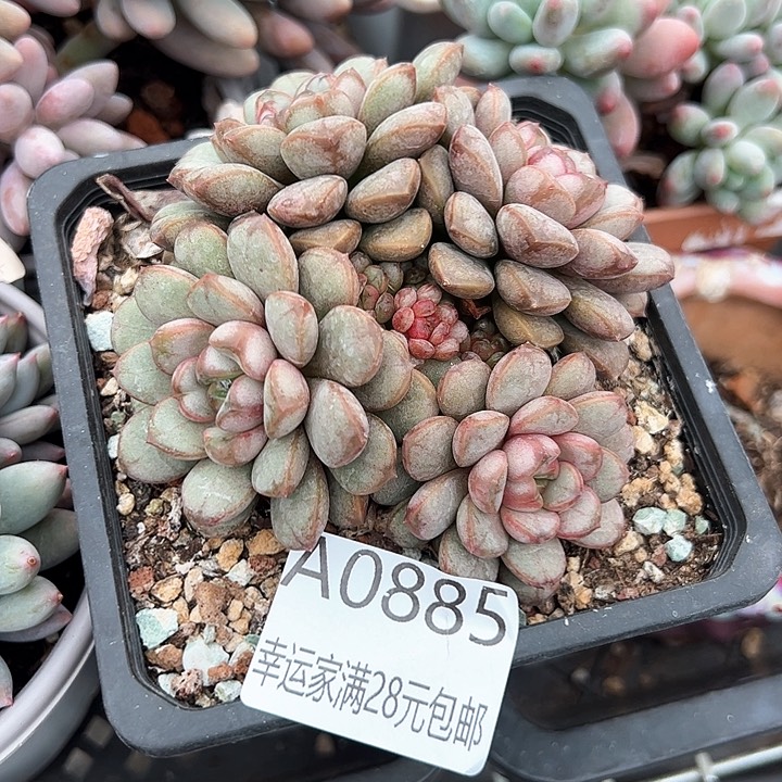 幸运的是我的朋友