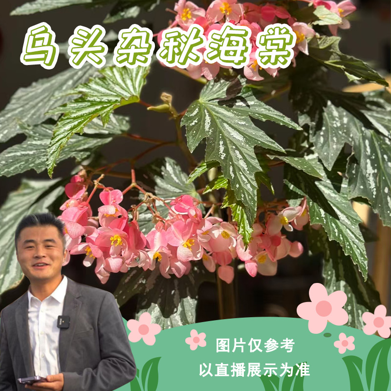 乌头杂秋海棠好养网红ins风带植物绿植花卉植物室内植物