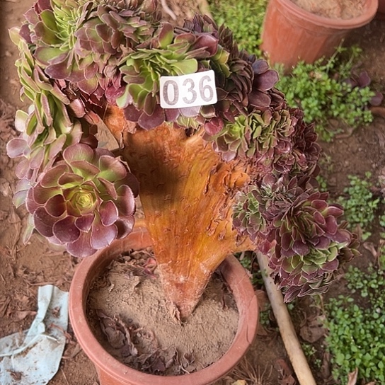 欣***姐一颗多肉法师植物 036