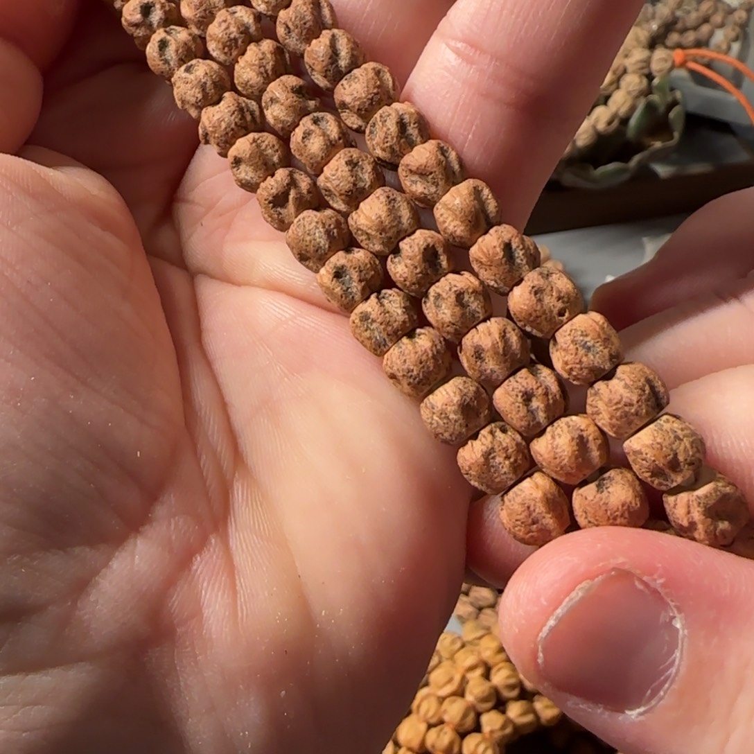 吊坠柏香籽/百香籽