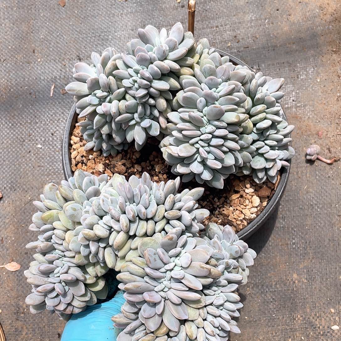 多肉植物多肉植物