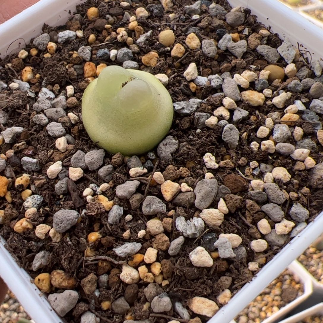 12.18拉登多肉，18