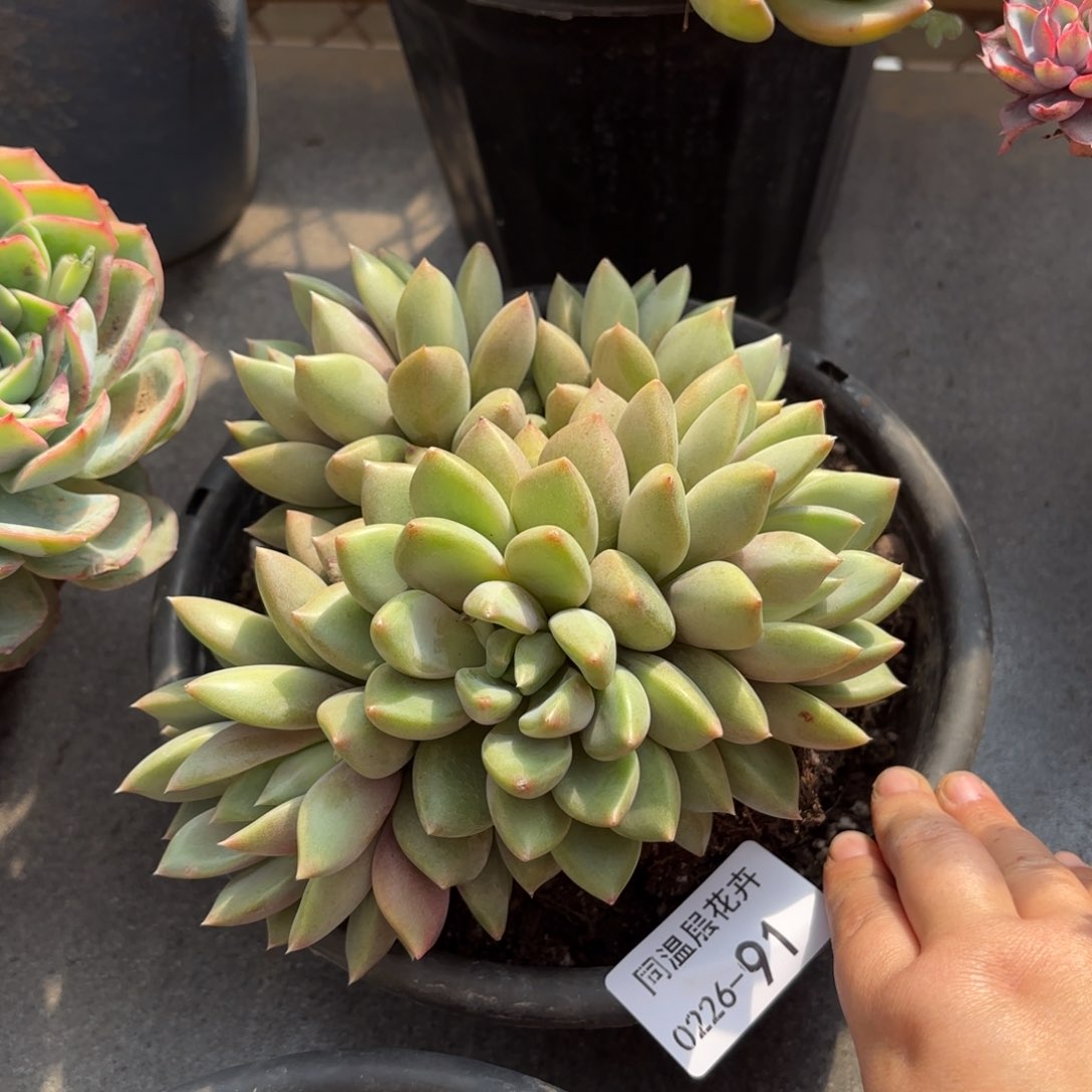 同温层多肉象牙91