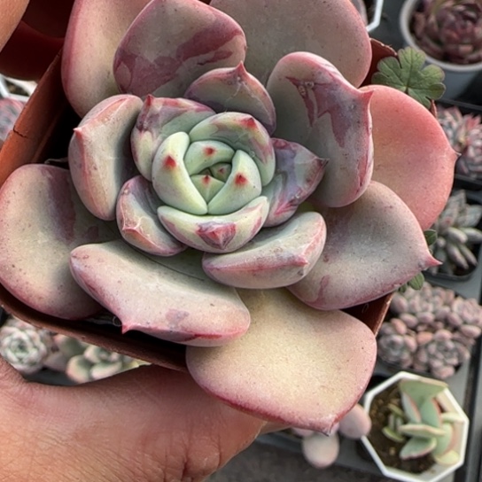 246三文鱼多肉植物多