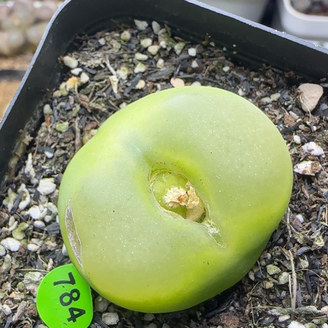 3.5有疤多肉植物784