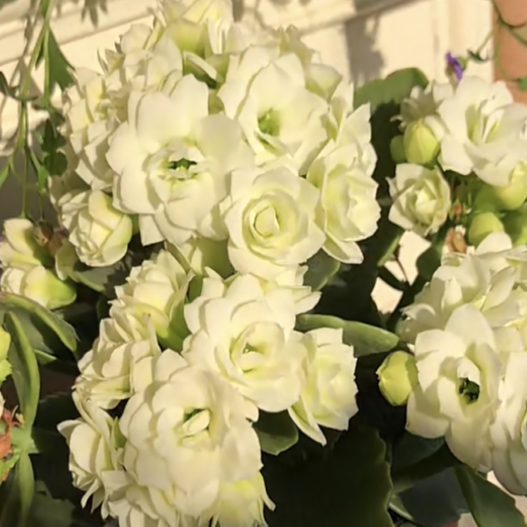 【白雪公主】室内花卉110盆长寿花