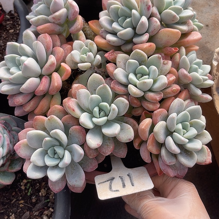 两单包邮，一物一拍，花瓣露112