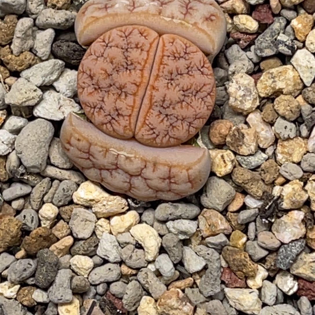 1647拿铁189睫毛球体尺寸新头1.3