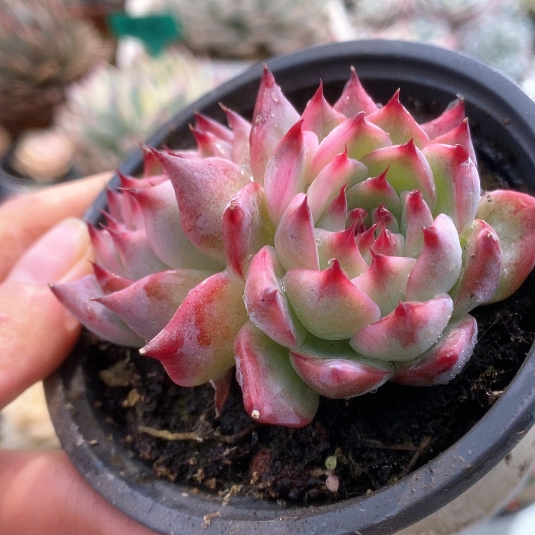 044锦锦锦锦锦锦锦锦锦