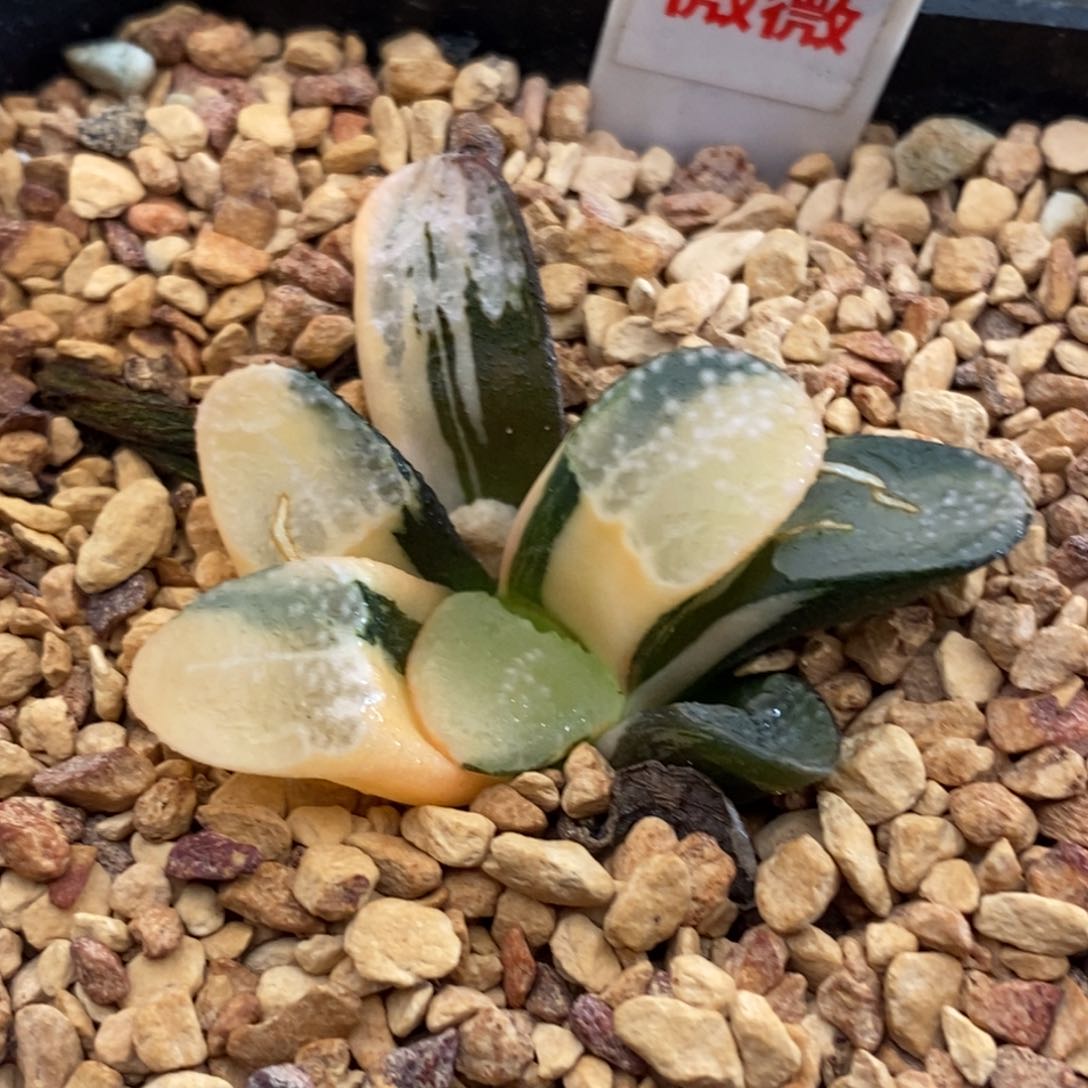 221点点寿多肉植物