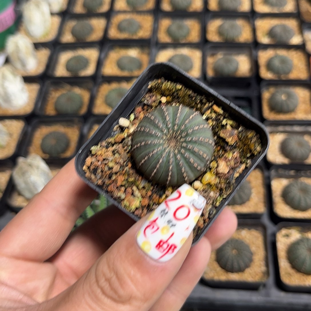 大型士童单头发货有根发货