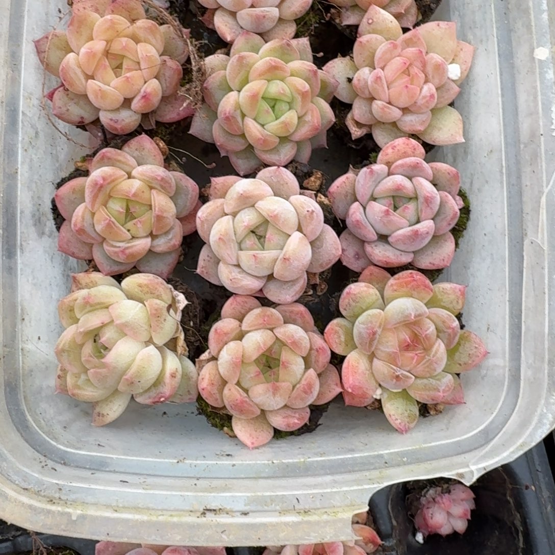 26-7带饭盒十二颗珍妮量拍（微选育）