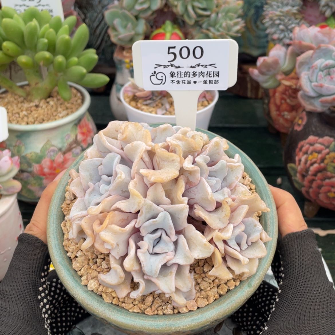 【闪购商品】白饺子皮500