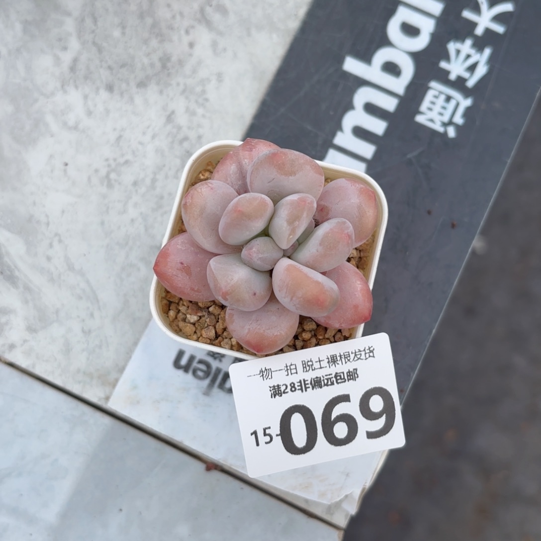 香水奶老桩多肉多肉