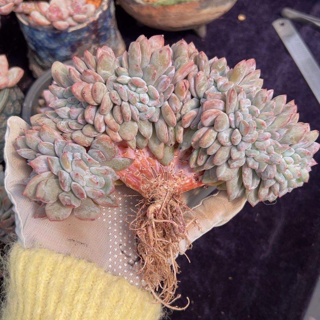 新年快乐 新年快乐