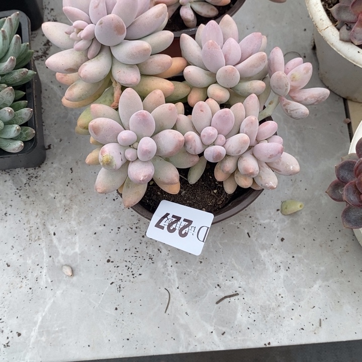 寶***ｇ227粉色恋人多肉植物