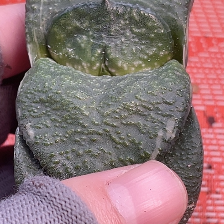 一物一拍竞拍福利拍