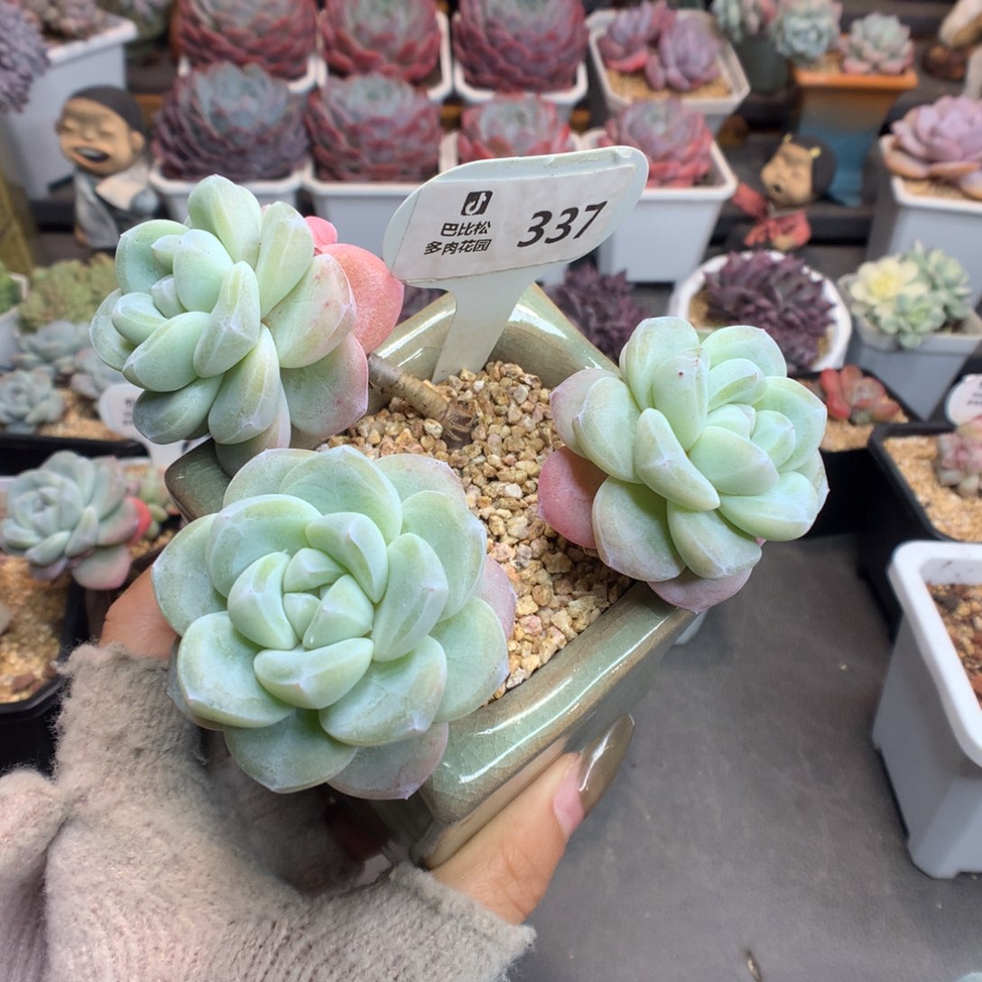 梨***๐337冰玉多肉植物一个