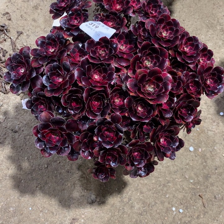 319香奈四棵包邮