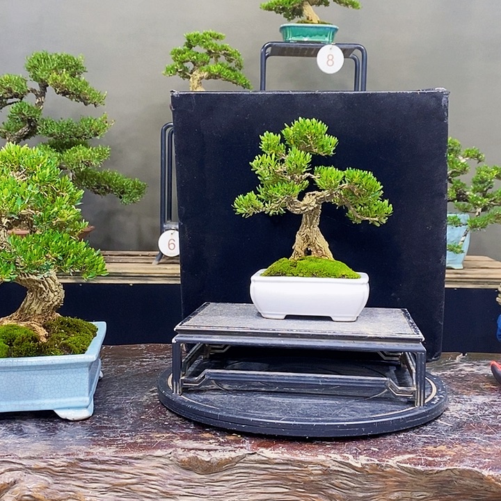 无花朵M黄杨盆景四季常青