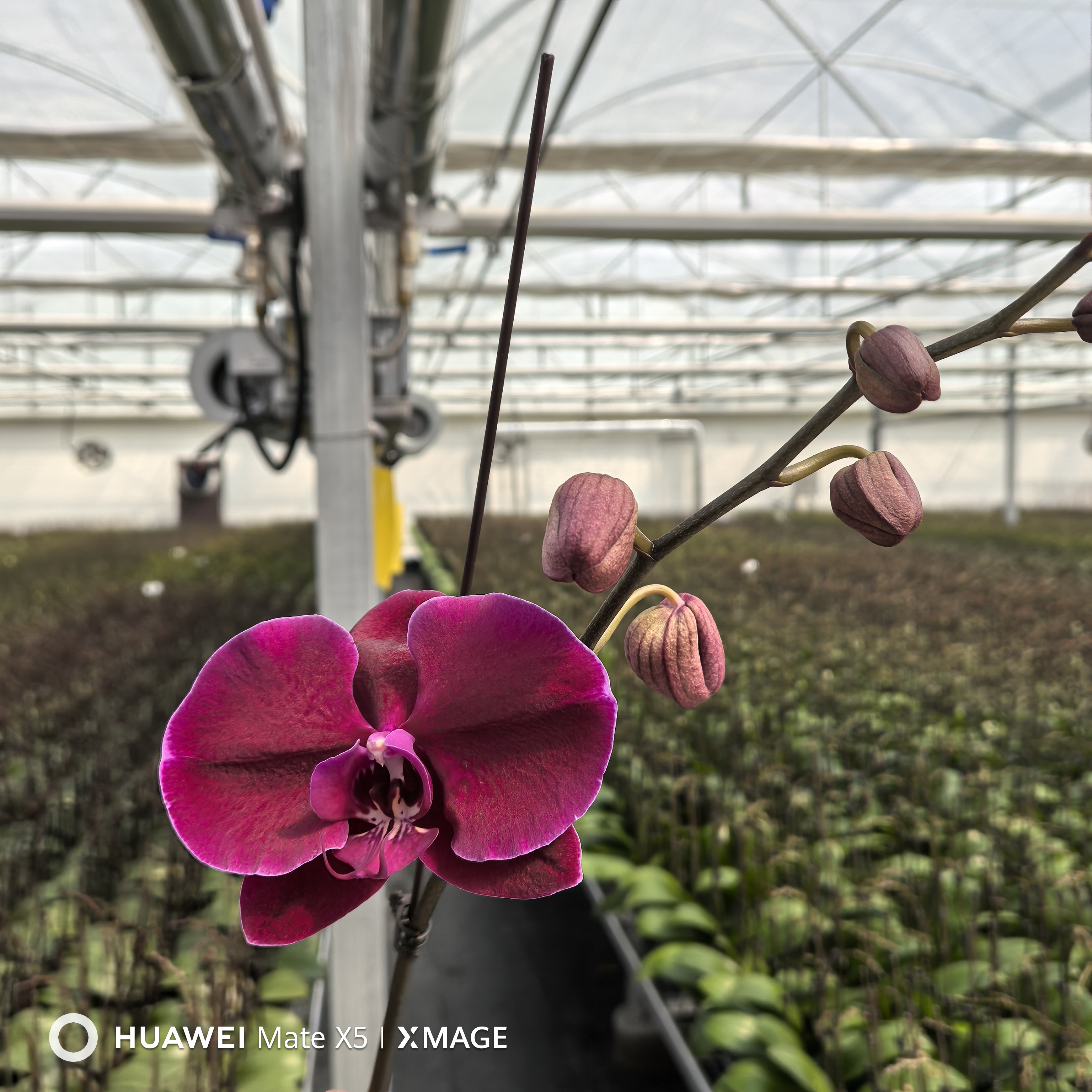 【丝绸  3.0寸】蝴蝶兰鲜花盆栽